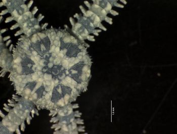 Media type: image; Invertebrate Zoology OPH-4149   Description: dorsal view of specimen;